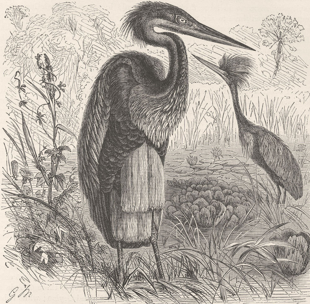 BIRDS. Goliath heron in breeding plumage  1895 old antique print picture